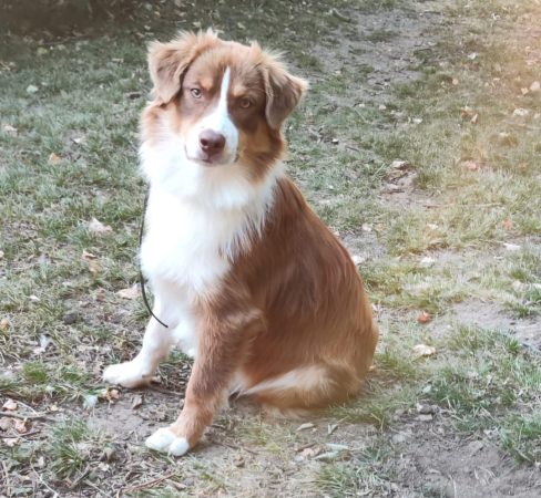 Image de la portée de chiot de l'élévage MARC ELODIE