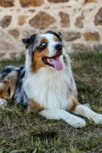 Chiots d'apparence Berger australien à vendre chez l'éleveur GRANGE STEPHANE