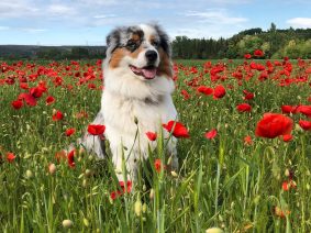 Chiots de race Berger australien à vendre chez l'éleveur VALLA DE LA FOND