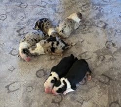 Chiots de race Berger australien à vendre chez l'éleveur VALLA DE LA FOND