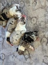 Chiots de race Berger australien à vendre chez l'éleveur VALLA DE LA FOND