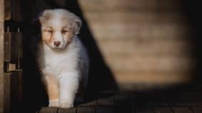 Chiots de race Berger australien à vendre chez l'éleveur La dune d’Ozalée