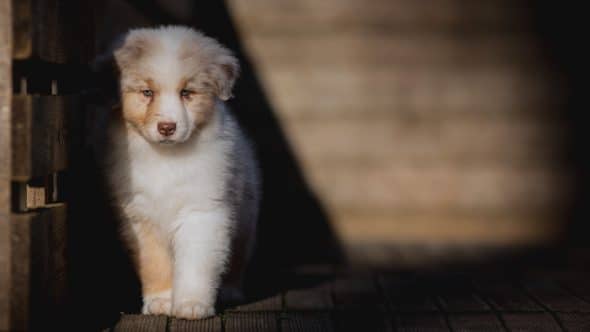 Image de la portée de chiot de l'élévage La dune d’Ozalée