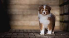 Chiots de race Berger australien à vendre chez l'éleveur La dune d’Ozalée