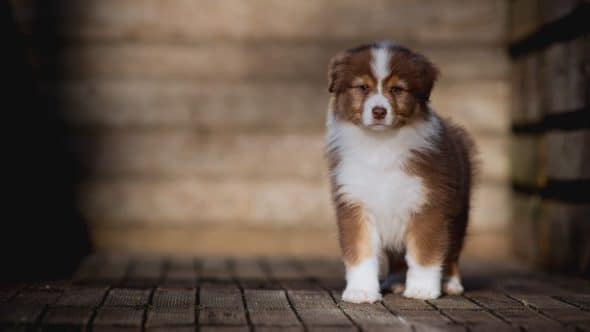 Image de la portée de chiot de l'élévage La dune d’Ozalée