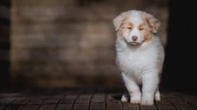 Chiots de race Berger australien à vendre chez l'éleveur La dune d’Ozalée