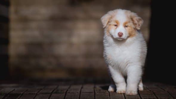 Image de la portée de chiot de l'élévage La dune d’Ozalée