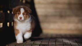 Chiots de race Berger australien à vendre chez l'éleveur La dune d’Ozalée