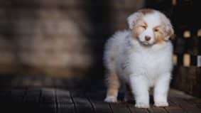 Chiots de race Berger australien à vendre chez l'éleveur La dune d’Ozalée