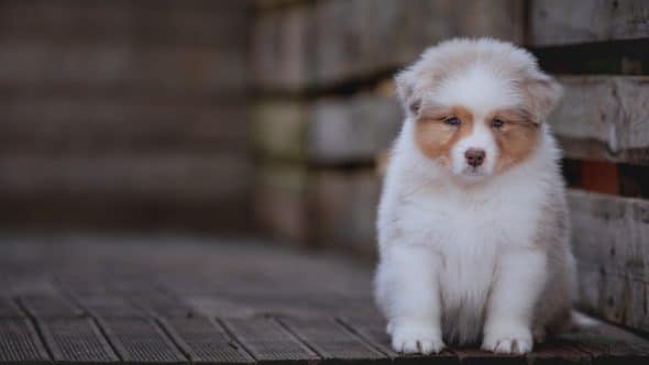 Image de la portée de chiot de l'élévage La dune d’Ozalée