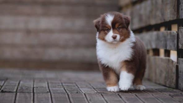 Image de la portée de chiot de l'élévage La dune d’Ozalée