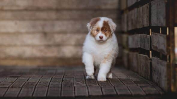 Image de la portée de chiot de l'élévage La dune d’Ozalée