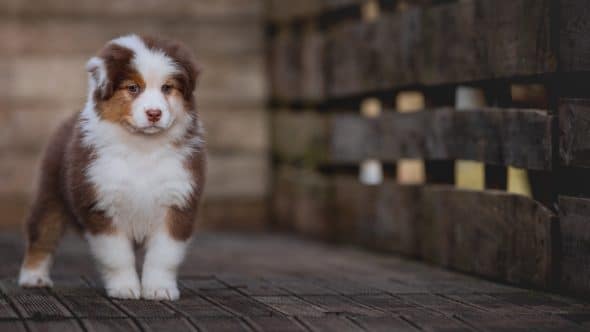 Image de la portée de chiot de l'élévage La dune d’Ozalée