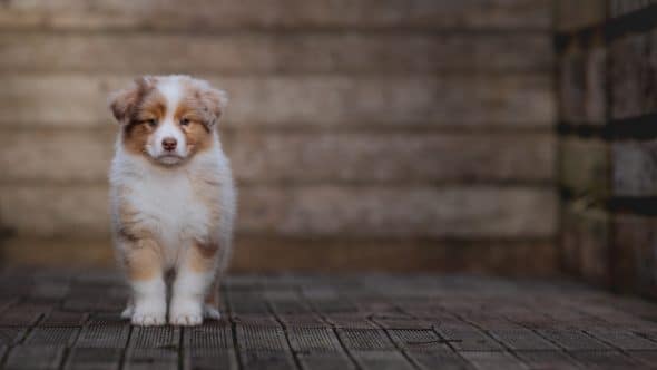 Image de la portée de chiot de l'élévage La dune d’Ozalée