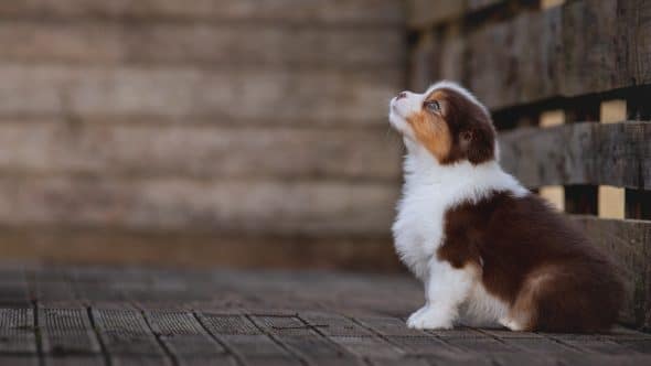 Image de la portée de chiot de l'élévage La dune d’Ozalée