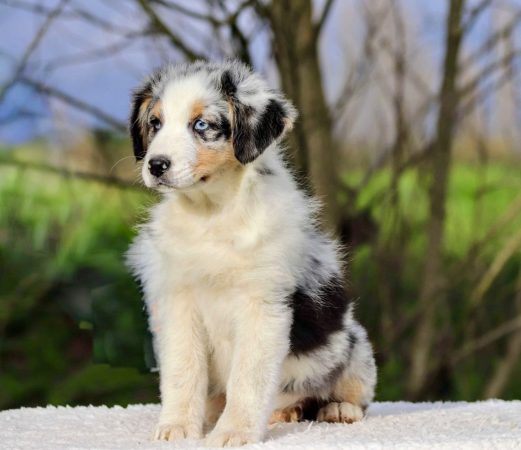 Image de la portée de chiot de l'élévage ELEVAGE DE LA BARONNERIE DES CUILLERDIER