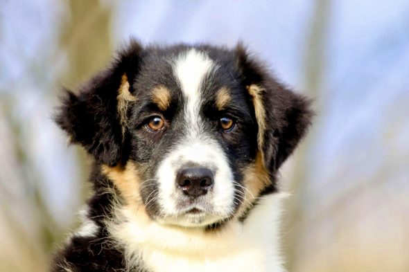 Image de la portée de chiot de l'élévage ELEVAGE DE LA BARONNERIE DES CUILLERDIER