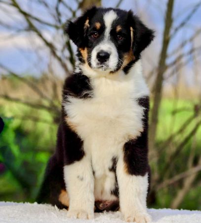 Image de la portée de chiot de l'élévage ELEVAGE DE LA BARONNERIE DES CUILLERDIER