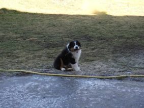 Chiots de race Berger australien à vendre chez l'éleveur RIGAUD ISABELLE