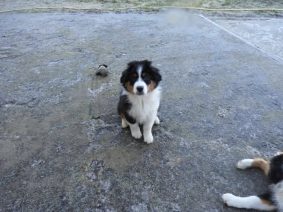 Chiots de race Berger australien à vendre chez l'éleveur RIGAUD ISABELLE