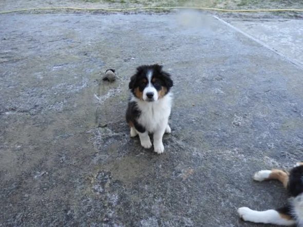 Image de la portée de chiot de l'élévage RIGAUD ISABELLE