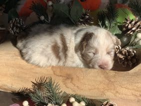 Chiots de race Berger australien à vendre chez l'éleveur LITTLE COWBOY