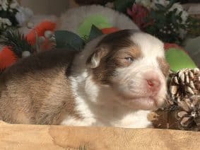 Chiots de race Berger australien à vendre chez l'éleveur LITTLE COWBOY