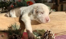 Chiots de race Berger australien à vendre chez l'éleveur LITTLE COWBOY