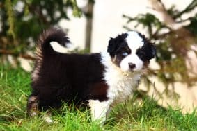 Chiots de race Berger australien à vendre chez l'éleveur LITTLE COWBOY