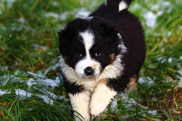 Image de la portée de chiot de l'élévage LITTLE COWBOY