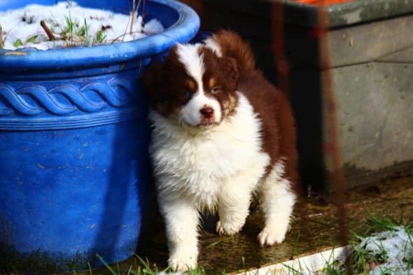 Image de la portée de chiot de l'élévage LITTLE COWBOY