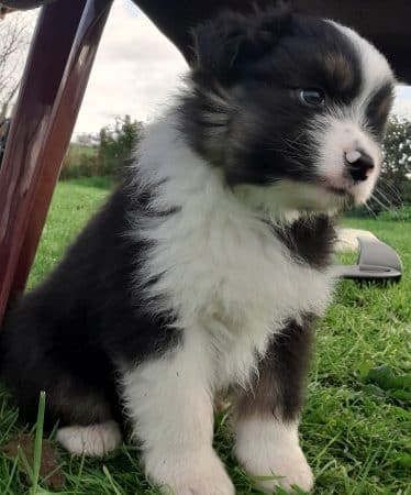 Image de la portée de chiot de l'élévage LA MAGIE DES OURS SHAOLIN