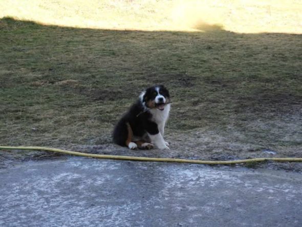 Image de la portée de chiot de l'élévage RIGAUD ISABELLE