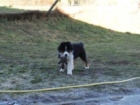 Chiots de race Berger australien à vendre chez l'éleveur RIGAUD ISABELLE