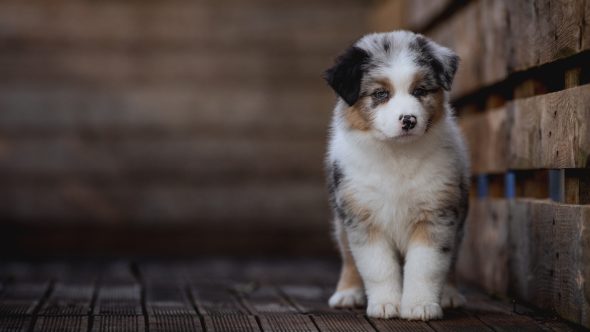 Image de la portée de chiot de l'élévage La dune d’Ozalée