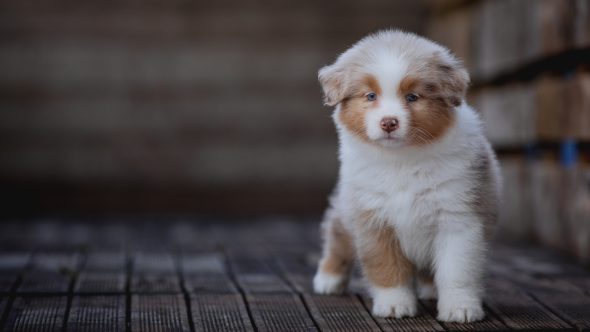 Image de la portée de chiot de l'élévage La dune d’Ozalée