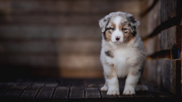 Image de la portée de chiot de l'élévage La dune d’Ozalée