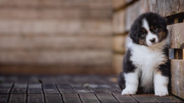 Image de la portée de chiot de l'élévage La dune d’Ozalée