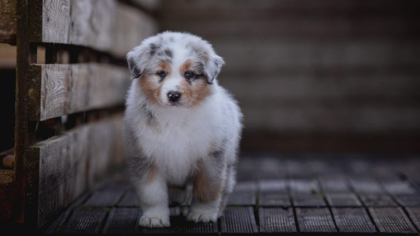 Image de la portée de chiot de l'élévage La dune d’Ozalée