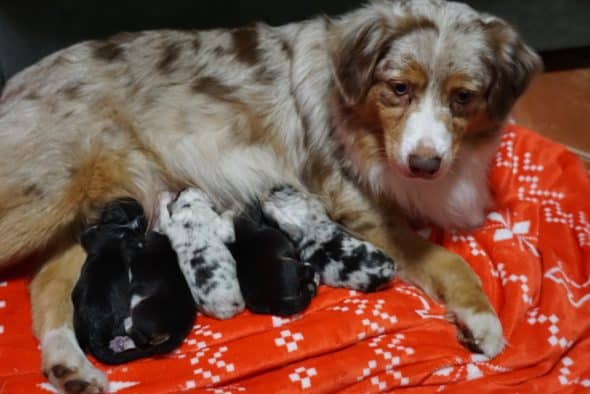 Image de la portée de chiot de l'élévage HURET MORGAN