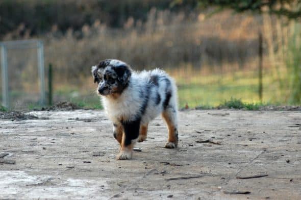 Image de la portée de chiot de l'élévage DE LA SOURCE DU REZ