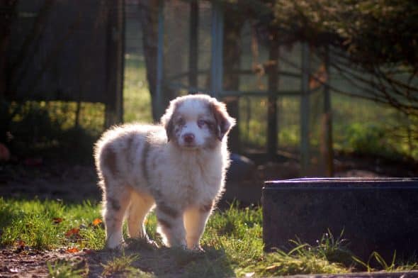 Image de la portée de chiot de l'élévage DE LA SOURCE DU REZ