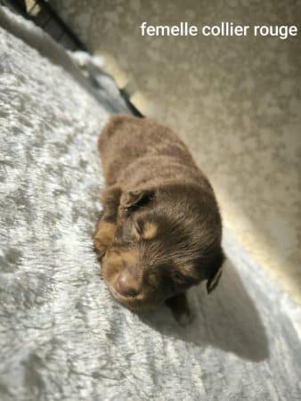 Image de la portée de chiot de l'élévage L’ELEVAGE DE L’ANGE ETOILEE