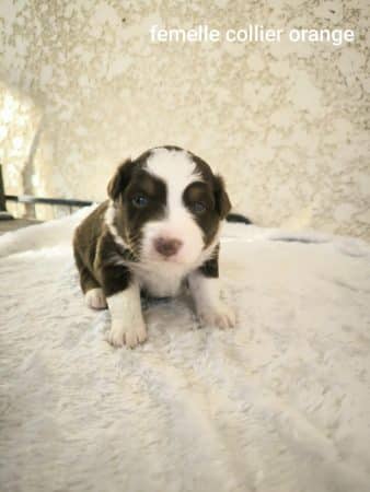 Image de la portée de chiot de l'élévage L’ELEVAGE DE L’ANGE ETOILEE