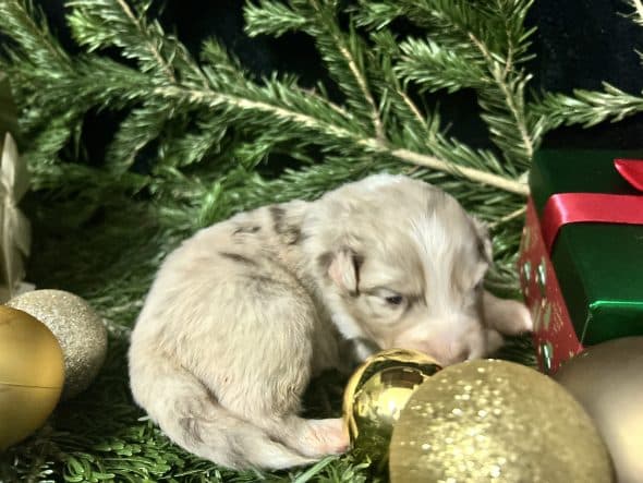 Image de la portée de chiot de l'élévage LA VALLEE DE BOZAN�ON