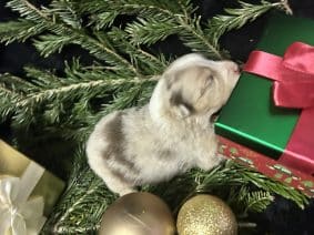 Chiots de race Berger australien à vendre chez l'éleveur LA VALLEE DE BOZAN�ON