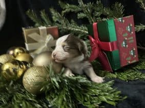 Chiots de race Berger australien à vendre chez l'éleveur LA VALLEE DE BOZAN�ON