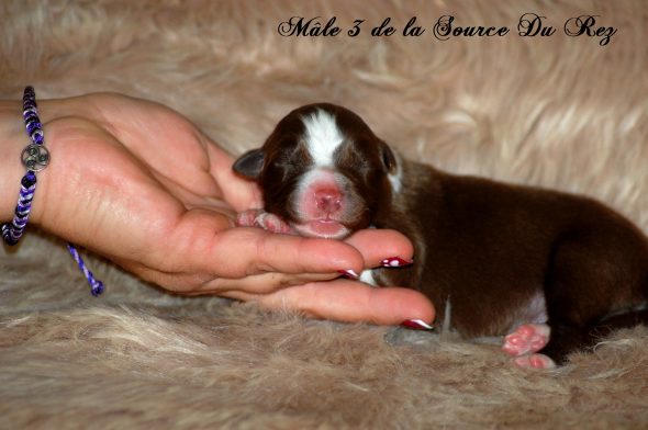 Image de la portée de chiot de l'élévage DE LA SOURCE DU REZ