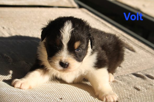 Image de la portée de chiot de l'élévage DU BOIS DE MIRAPIED