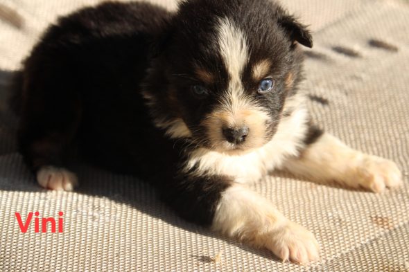 Image de la portée de chiot de l'élévage DU BOIS DE MIRAPIED